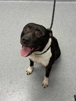 Pit Bull Terrier Dogs Available for Adoption in Indianapolis, Indiana - KING | PetCurious