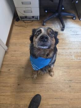 Australian Cattle Dog Blue Heeler Dogs Available for Adoption - Boo Bear | PetCurious