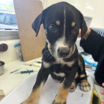 Mint -  Shepherd and Mixed Breed Dog for Adoption in Corpus Christi, Texas - Mint | PetCurious