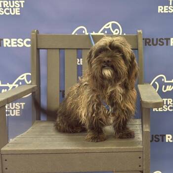 RAY COLE -  Schnauzer and Mixed Breed Dog for Adoption in Waterford, New Jersey - RAY COLE | PetCurious