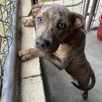 Terrier Dogs Available for Adoption in Clanton, Alabama - Sage | PetCurious