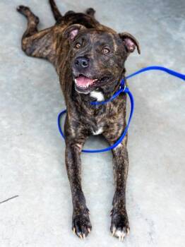 Bagheera -  Mixed Breed Dog for Adoption in Chamblee, Georgia - Bagheera | PetCurious