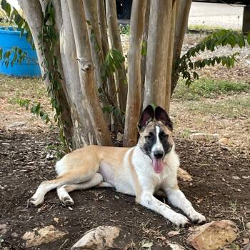 Rescue Shepherd and Retriever Dogs for Adoption in San Antonio, Texas - Honey | PetCurious