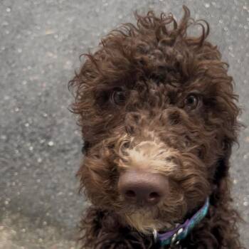 Standard Poodle Dogs Available for Adoption in Sinking Spring, Pennsylvania - Darby | PetCurious