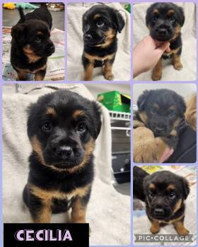 Australian Shepherd and Standard Poodle Dogs Available for Adoption - Cecilia | PetCurious