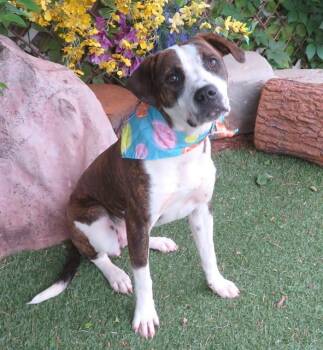 Boxer and Pit Bull Terrier Dogs Available for Adoption in Oklahoma City, Oklahoma - MARISSA | PetCurious