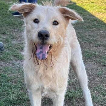 Blondie -  Poodle and Terrier Dog for Adoption in Hackett, Arkansas - Blondie | PetCurious
