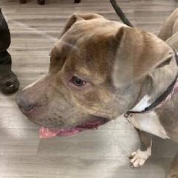 YORK-Stray-16470 -  Pit Bull Terrier Dog for Adoption in York, Pennsylvania - YORK-Stray-16470 | PetCurious