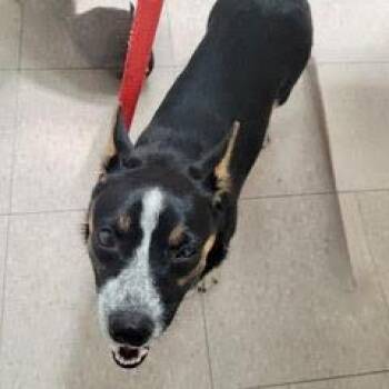 Zoey -  Corgi Dog for Adoption in Green Valley, Arizona - Zoey | PetCurious