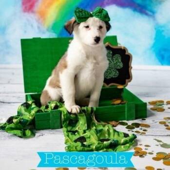 Pascagoula -  Australian Cattle Dog Blue Heeler Dog for Adoption in Fort Lupton, Colorado - Pascagoula | PetCurious