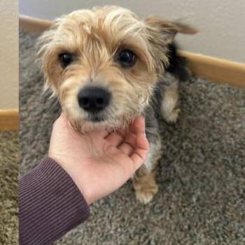 Toby -  Yorkshire Terrier Dog for Adoption in Carroll, Iowa - Toby | PetCurious