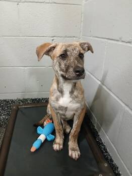 Macie -  Mixed Breed Dog for Adoption in Jackson, Tennessee - Macie | PetCurious