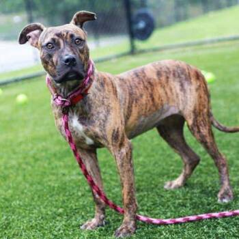 Tiger -  Retriever and Mixed Breed Dog for Adoption in Atlanta, Georgia - Tiger | PetCurious