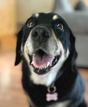 Rescue Shepherd Dogs for Adoption in Princeton, Massachusetts - Shadow | PetCurious