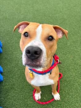 Nacho -  Pit Bull Terrier Dog for Adoption in Cleveland, Ohio - Nacho | PetCurious