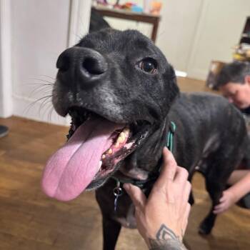 KEVIN J BEACON -  Mixed Breed Dog for Adoption in Lawton, Oklahoma - KEVIN J BEACON | PetCurious