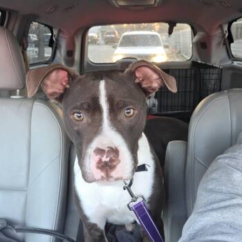 Pit Bull Terrier Dogs Available for Adoption - Boots | PetCurious