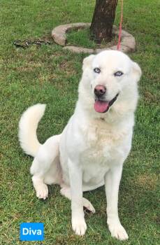 DIVA 375 -  Husky Dog for Adoption in New Berlin, Wisconsin - DIVA 375 | PetCurious
