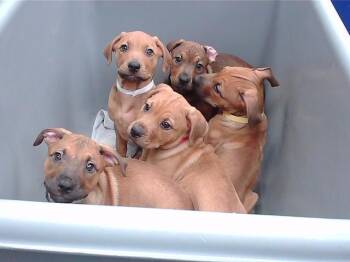 Labrador Retriever and Mixed Breed Dogs Available for Adoption - NIDUS | PetCurious