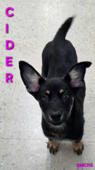 Cider -  Husky and Australian Shepherd Dog for Adoption in Burlington, Iowa - Cider | PetCurious