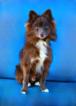 Pomeranian Dogs Available for Adoption in Pasadena, California - POPPIE | PetCurious