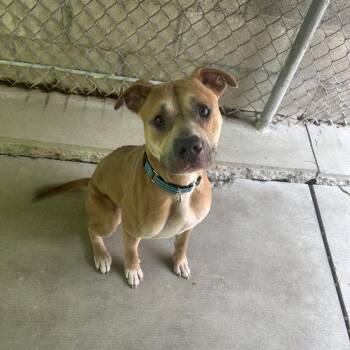 Paydin -  Pit Bull Terrier Dog for Adoption in Greenville, Pennsylvania - Paydin | PetCurious