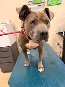 Pit Bull Terrier and Mixed Breed Dogs Available for Adoption - OCTAVIA | PetCurious
