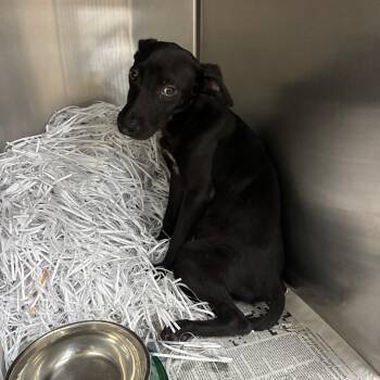 Bits -  Terrier and Mixed Breed Dog for Adoption in Montgomery, Alabama - Bits | PetCurious