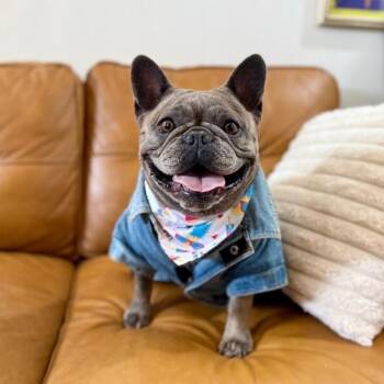 French Bulldog and English Bulldog Dogs Available for Adoption in Friendswood, Texas - CiCi Rollie Pollie Cutie Girl | PetCurious