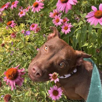 Kolie -  Mixed Breed Dog for Adoption in Fairport, New York - Kolie | PetCurious