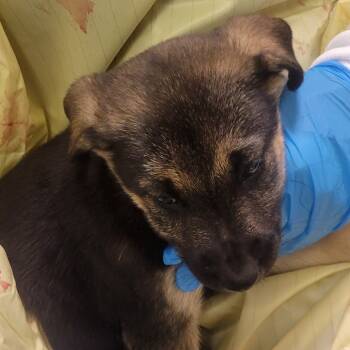 Rescue Mixed Breed Dogs for Adoption in Charleston, West Virginia - States Avenue | PetCurious