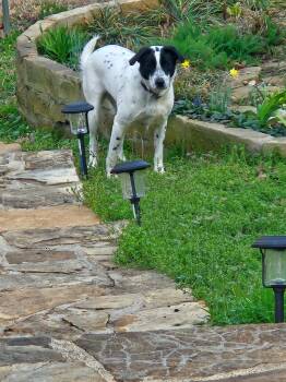 Tessie -  Labrador Retriever Dog for Adoption in Mount Pleasant, Texas - Tessie | PetCurious