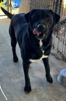 Rescue Labrador Retriever Dogs for Adoption in Troy, Alabama - Leo | PetCurious