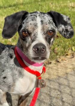Rescue Mixed Breed Dogs for Adoption in Morristown, New Jersey - Smeagol | PetCurious