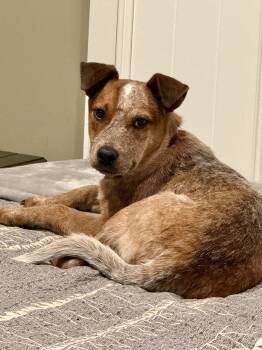 Banjo -  Cattle Dog Dog for Adoption in Fruit Heights, Utah - Banjo | PetCurious