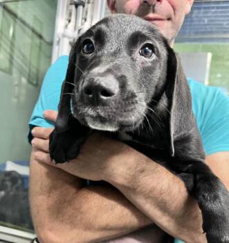Warrior -  Hound Dog for Adoption in Elmsford, New York - Warrior | PetCurious