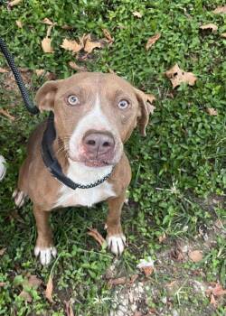 Rescue Pit Bull Terrier Dogs for Adoption in Trinity, North Carolina - Valerie | PetCurious