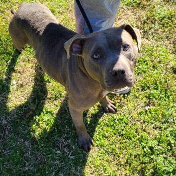 Mixed Breed Dogs Available for Adoption in Chattanooga, Tennessee - Poppy | PetCurious