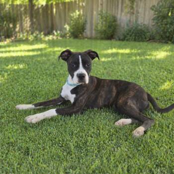 Mixed Breed Dogs Available for Adoption in Wickenburg, Arizona - Stellar | PetCurious