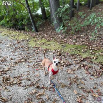 Mike T -  Chihuahua and Mixed Breed Dog for Adoption in Hopkinton, Massachusetts - Mike T | PetCurious