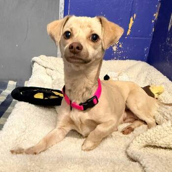 Chihuahua Dogs Available for Adoption in Eastford, Connecticut - CT Cinni | PetCurious
