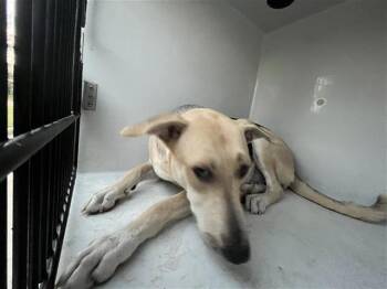A661923 -  German Shepherd Dog Dog for Adoption in Houston, Texas - A661923 | PetCurious