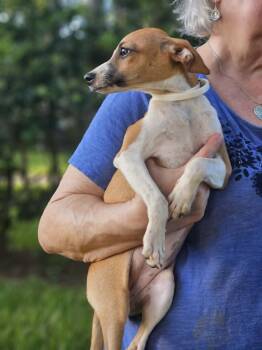Sugar Cookie -  Italian Greyhound Dog for Adoption in South Kingstown, Rhode Island - Sugar Cookie | PetCurious