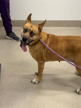 MADAM MIM -  Black Mouth Cur Dog for Adoption in Baytown, Texas - MADAM MIM | PetCurious