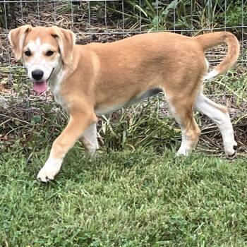 Comic Pup: Daphne -  Beagle and Boxer Dog for Adoption in Falls Church, Virginia - Comic Pup: Daphne | PetCurious
