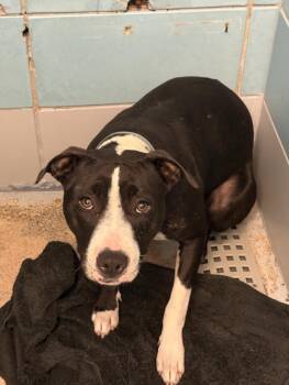 Staffordshire Bull Terrier Dogs Available for Adoption in Houston, Texas - ZANDRIA | PetCurious