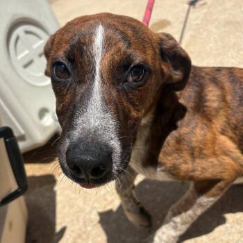 Huckleberry -  Treeing Walker Coonhound and Mixed Breed Dog for Adoption in Tulsa, Oklahoma - Huckleberry | PetCurious