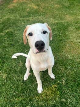 Koda -  Great Pyrenees Dog for Adoption in Chickasha, Oklahoma - Koda | PetCurious
