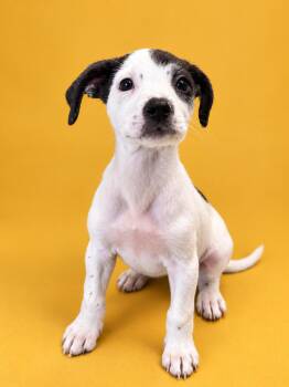 Marmalade -  Terrier Dog for Adoption in Copiague, New York - Marmalade | PetCurious