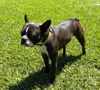 Buster -  Boston Terrier Dog Available for Adoption in Van Vleck, Texas - Buster | PetCurious